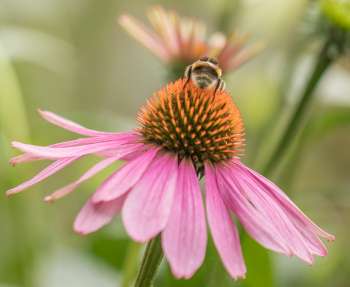 Understanding Herbal Supplements - Echinacea