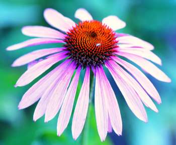 Understanding Herbal and Botanical Supplements - Echinacea