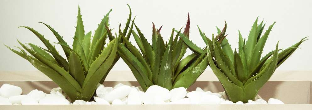 Understanding Natural Tone Organic Skincare - Aloe Vera