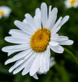 Chamomile Oil - Calming the Mind and Easing Anxiety