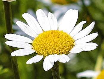 Herbal Supplements for Anxiety - Camomile