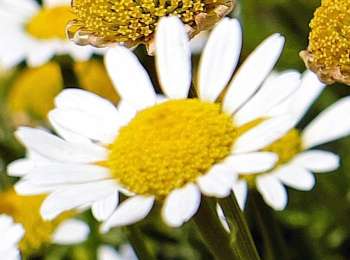 Embracing the Benefits of Natural Tone Organic Skincare - Chamomile