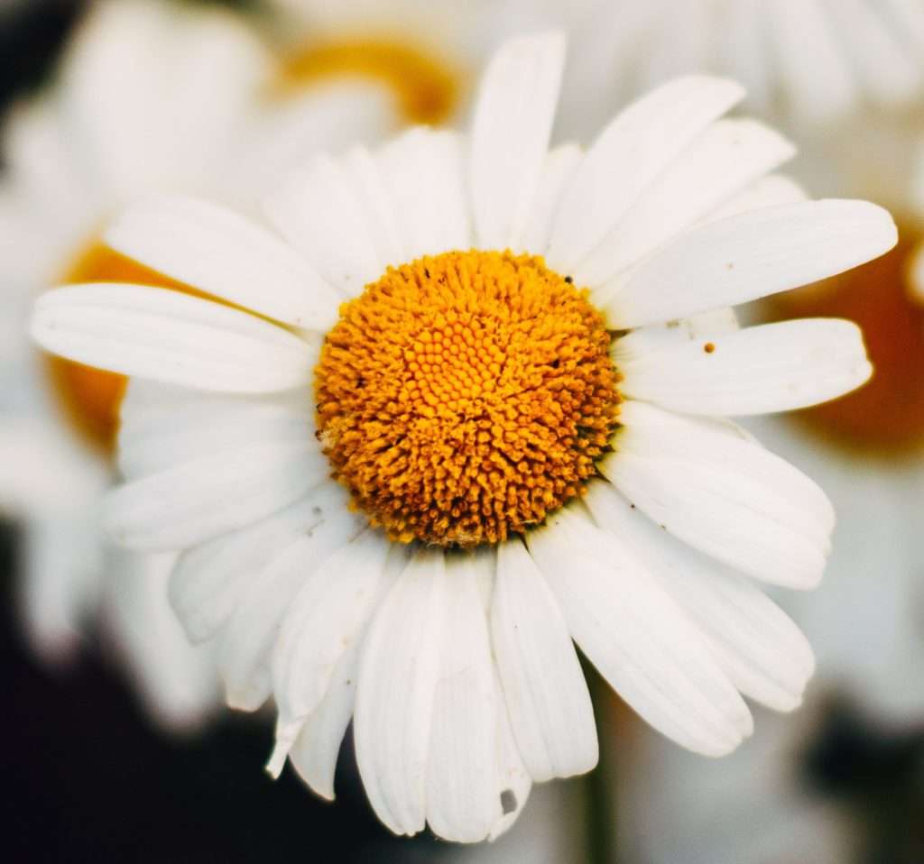 Exploring Key Botanical Ingredients - Chamomile