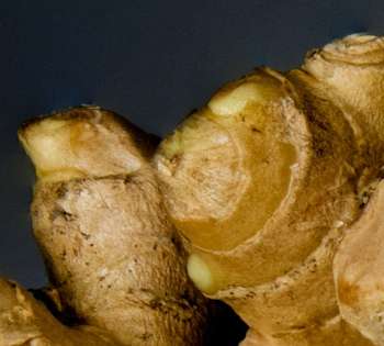 Incorporating Herbal and Botanical Supplements into Your Lifestyle - Ginger