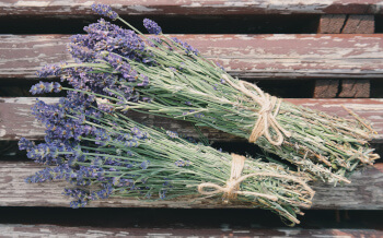 Herbal Supplements for Anxiety - Lavender