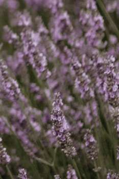 Lavender Oil - The Ultimate Relaxation Elixir